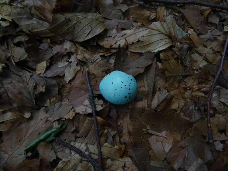 piccolo uovo rotto....a terra (Turdus merula)
